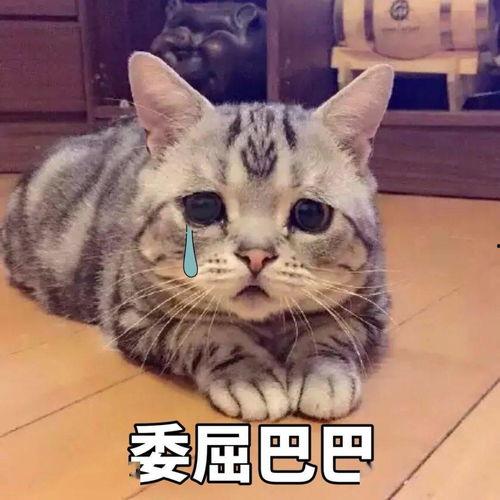 吃瓜群众视频猫咪表情包,吃瓜群众的萌态演绎